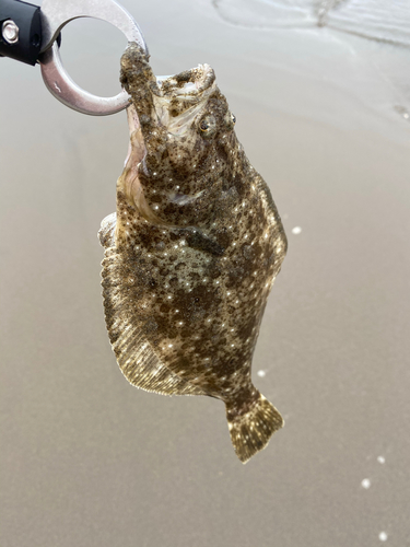 ソゲの釣果