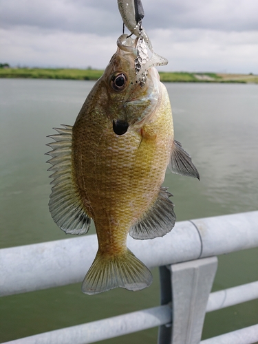 ブルーギルの釣果