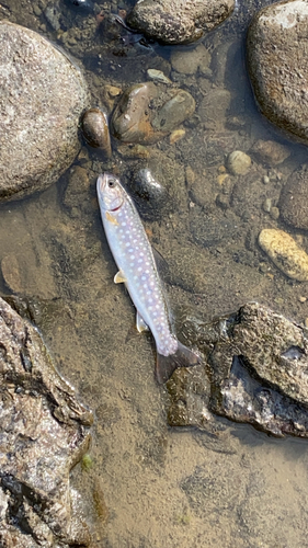 アメマスの釣果