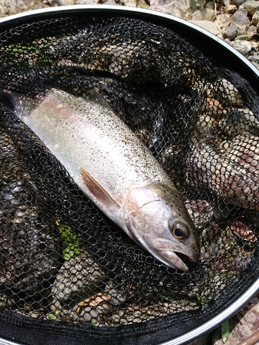 ニジマスの釣果