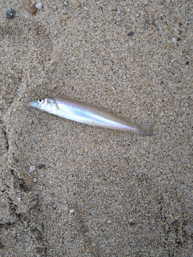 キスの釣果