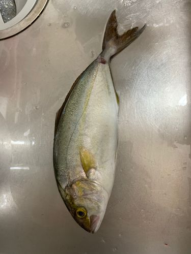 ショゴの釣果