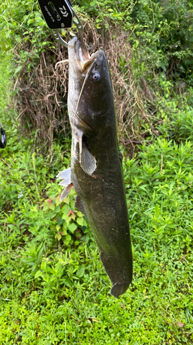 ナマズの釣果