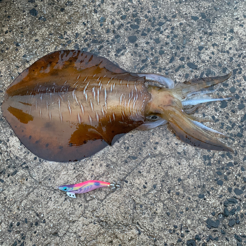 アオリイカの釣果