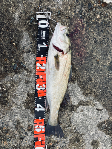 シーバスの釣果