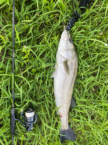 スズキの釣果