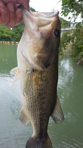 ラージマウスバスの釣果