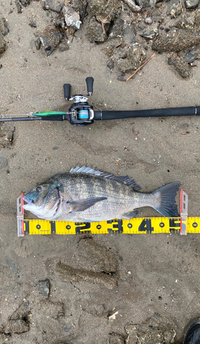 クロダイの釣果