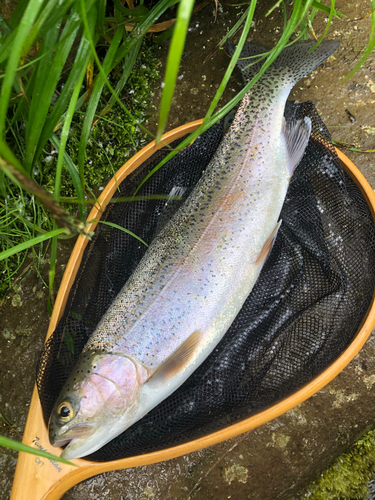 ニジマスの釣果