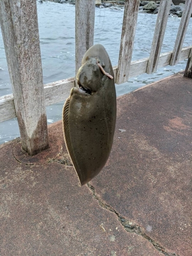 シタビラメの釣果