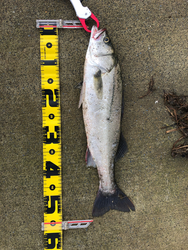 フッコ（マルスズキ）の釣果