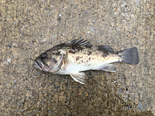 クロソイの釣果