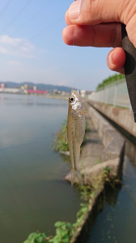 モロコの釣果