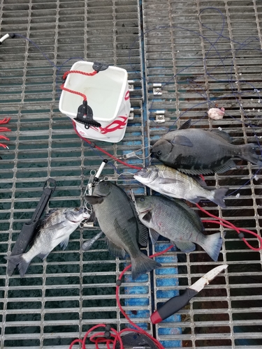 チヌの釣果