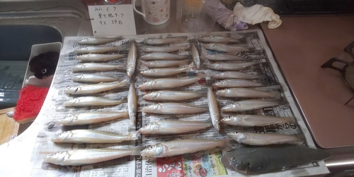 シロギスの釣果