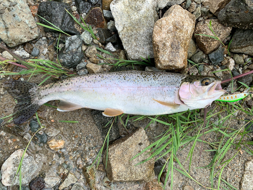 ニジマスの釣果