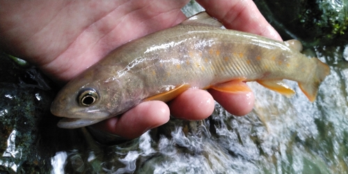 イワナの釣果