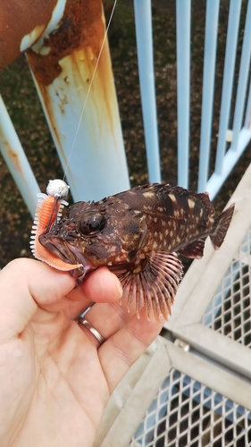 カサゴの釣果