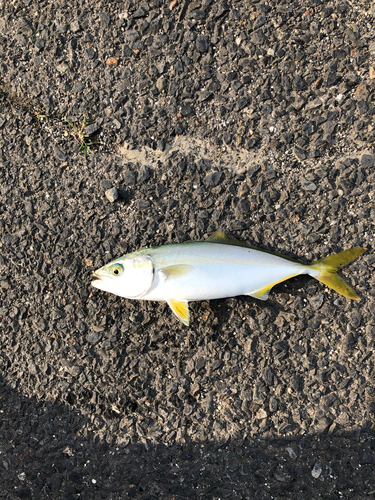 ツバスの釣果