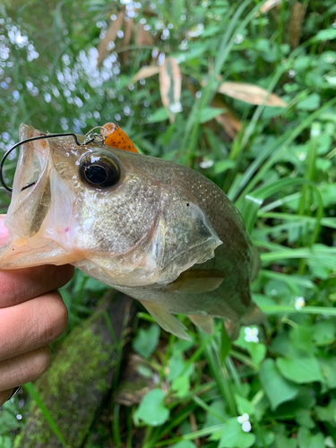 ラージマウスバスの釣果