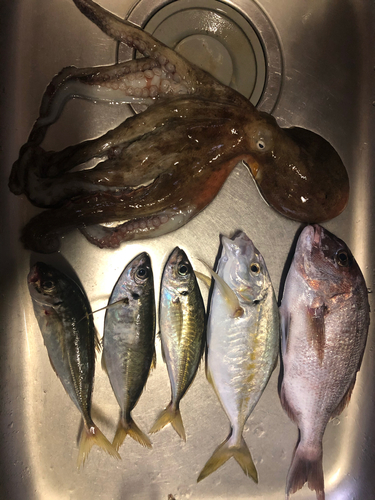 タイの釣果