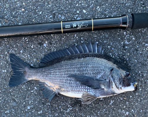 チヌの釣果