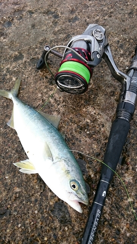 イナダの釣果