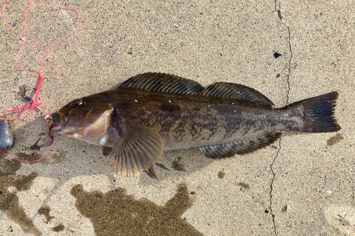 アイナメの釣果