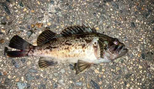 タケノコメバルの釣果