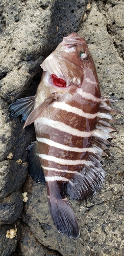 マハタの釣果