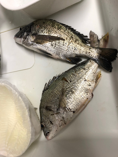 チヌの釣果