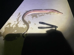 ハモの釣果