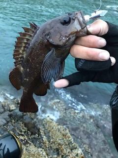 エゾメバルの釣果