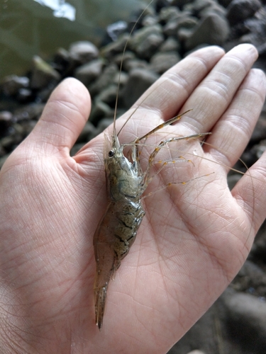 テナガエビの釣果