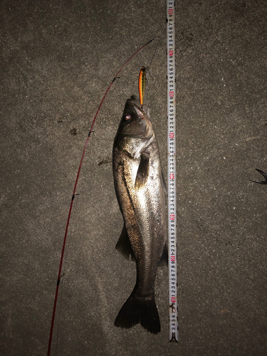 シーバスの釣果