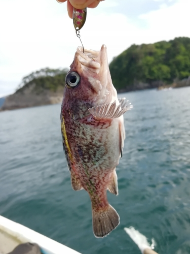 マゾイの釣果