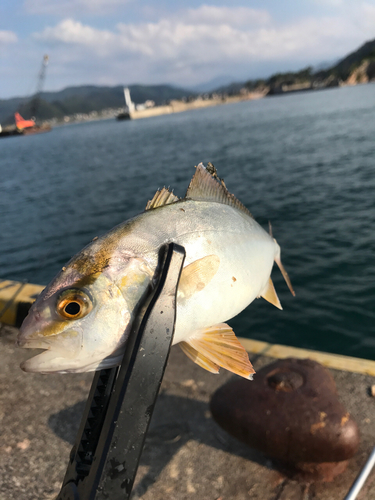 カンパチの釣果