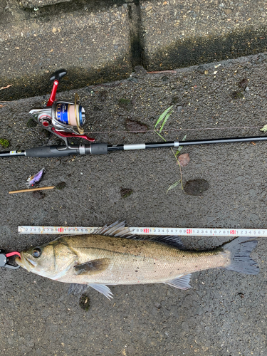 シーバスの釣果