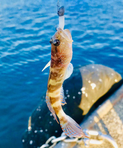 イトヒキハゼの釣果