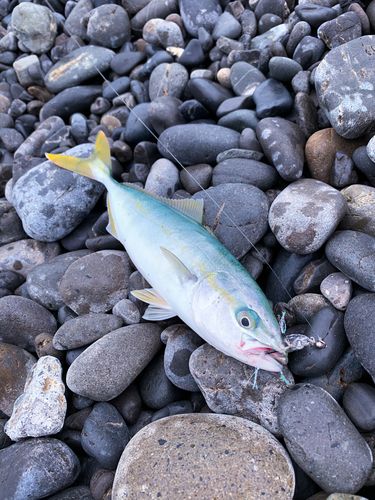 ワカシの釣果