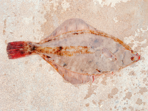 カレイの釣果