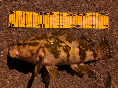 ベッコウゾイの釣果