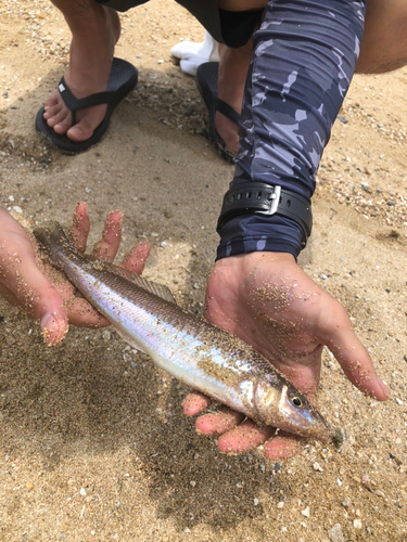 キスの釣果