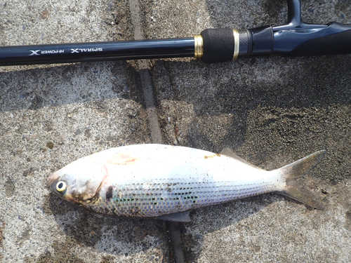 コノシロの釣果