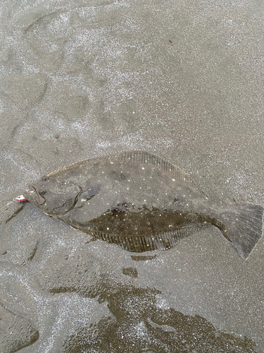 ヒラメの釣果