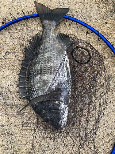 チヌの釣果