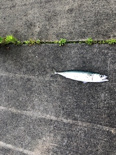 サバの釣果