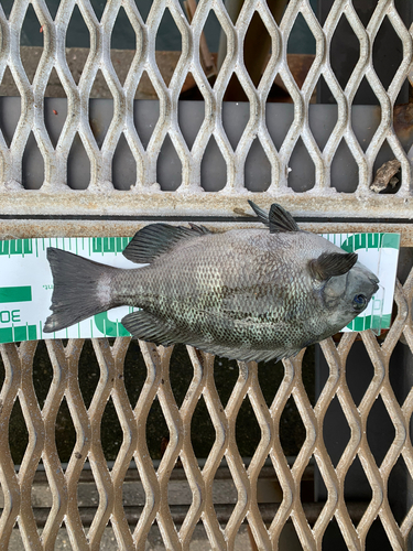 メジナの釣果