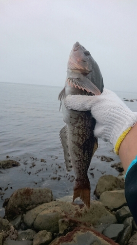 アブラコの釣果