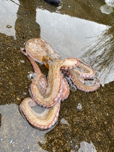 タコの釣果